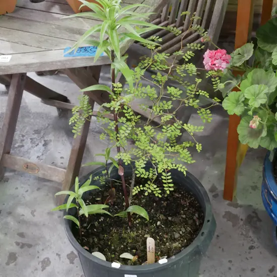 potted kowhai and lillies
