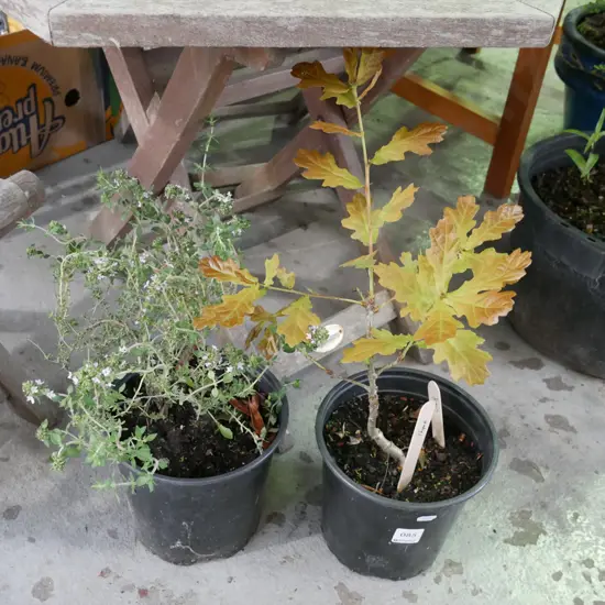potted oak, potted thyme