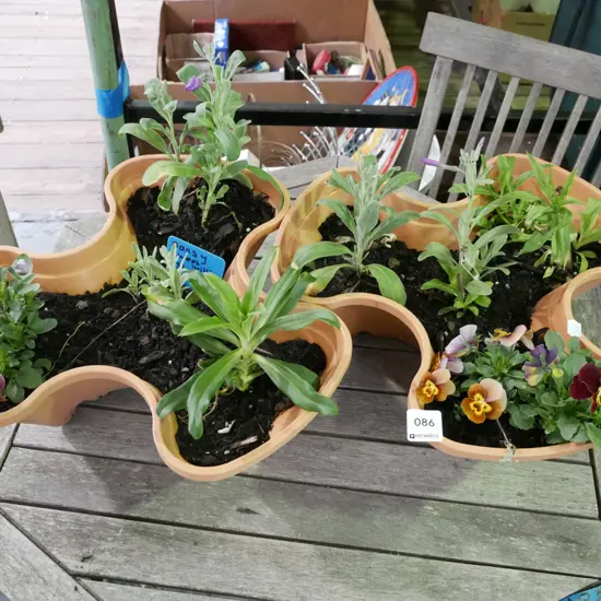 2x plastic containers with pansies - Sweet William stock