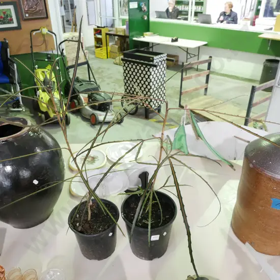 2x potted lancewoods