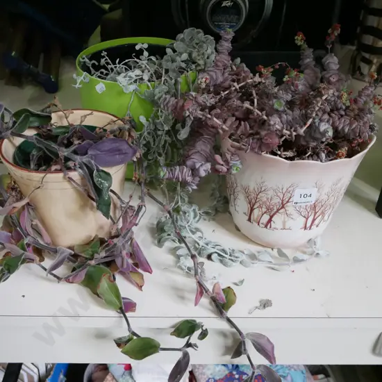 3x potted succulents in jardinieres