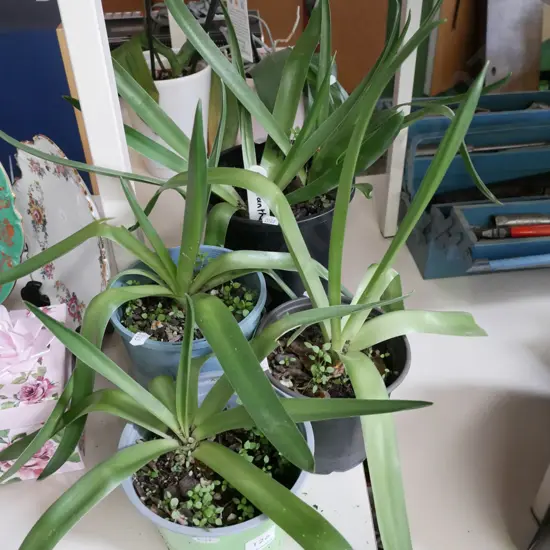 4x potted agapanthus