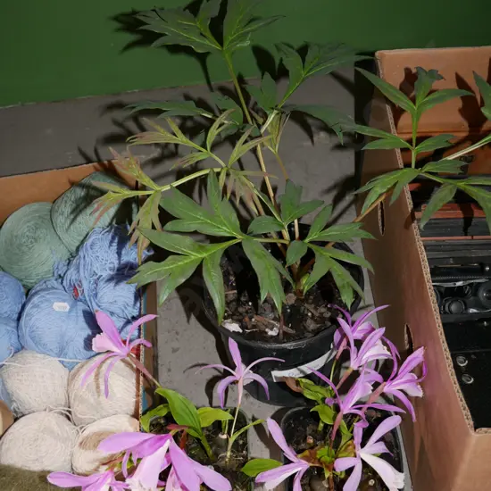 potted red tree peony, pleione orchids