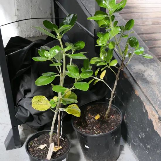 2x potted broadleafs