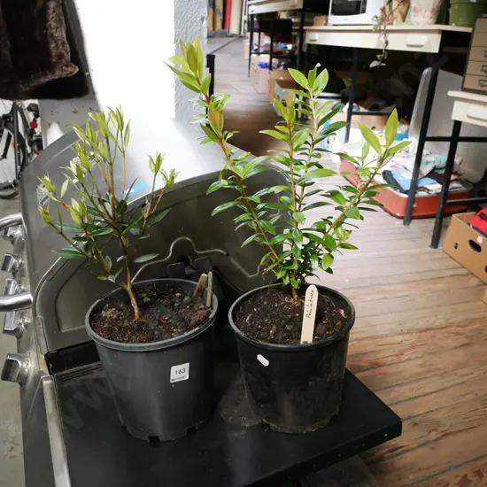2x potted rata