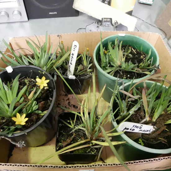 box of potted yellow eyed grasses