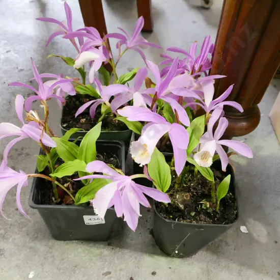 4x potted pleione orchids