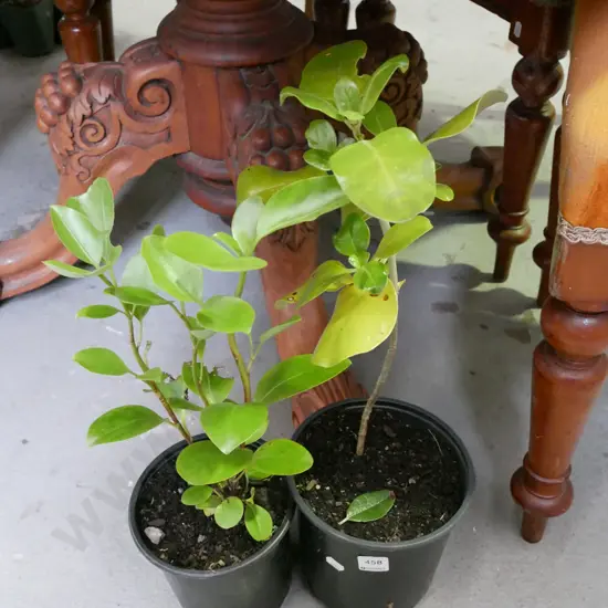 2x potted broadleafs