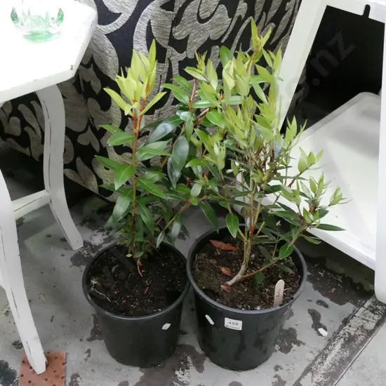 2x potted pohutakawa