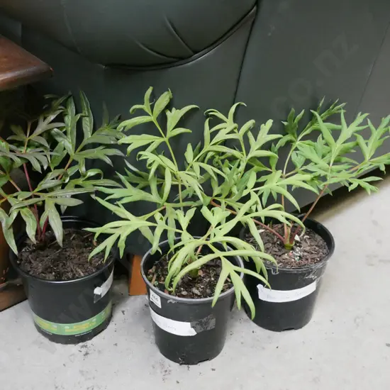 3x potted red tree peonies