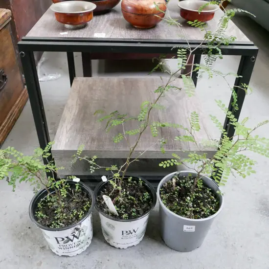 3x potted kowhai