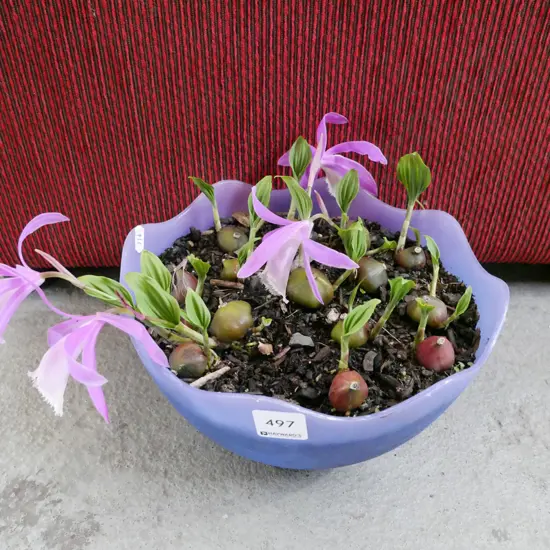 bowl of pleione orchids