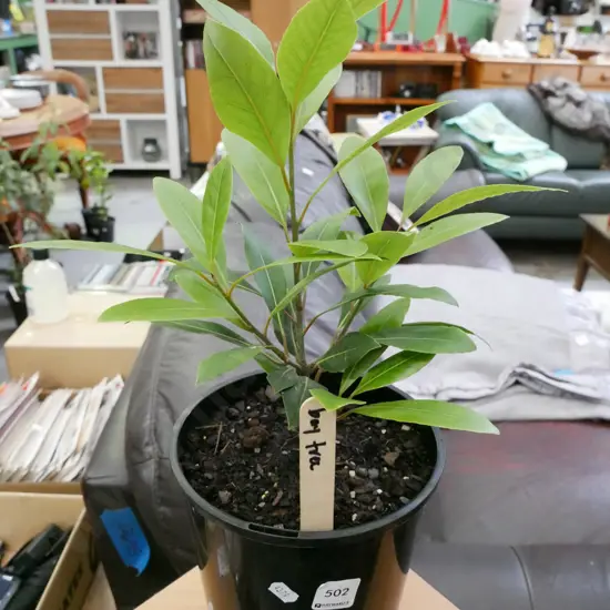potted bay tree