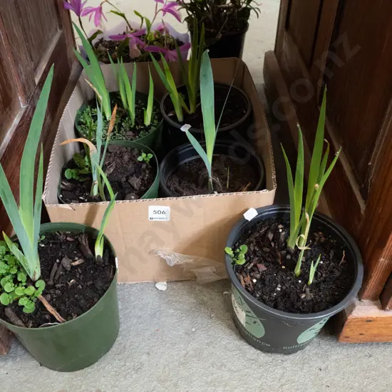 potted irises