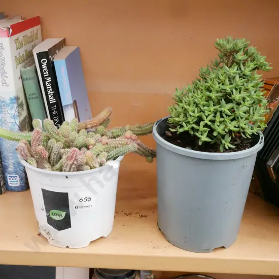 potted cacti, potted succulent