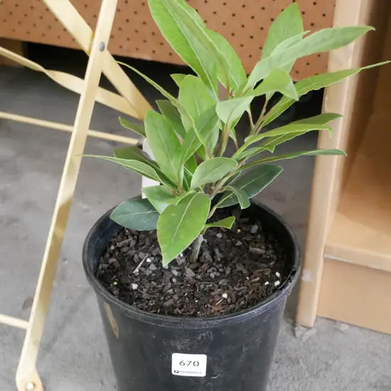 potted bay tree