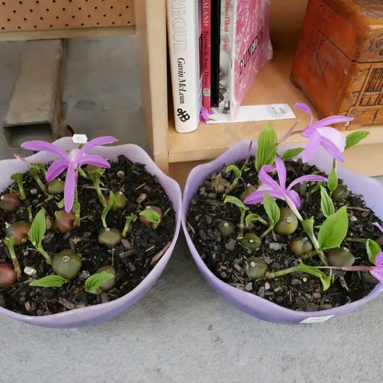 2x containers of pleione orchids