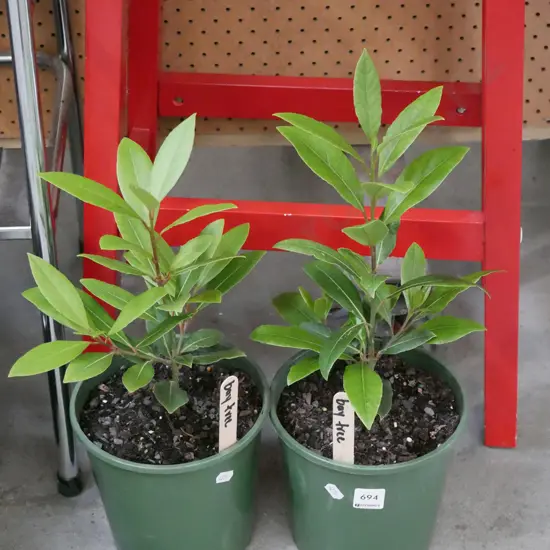 2x potted bay trees