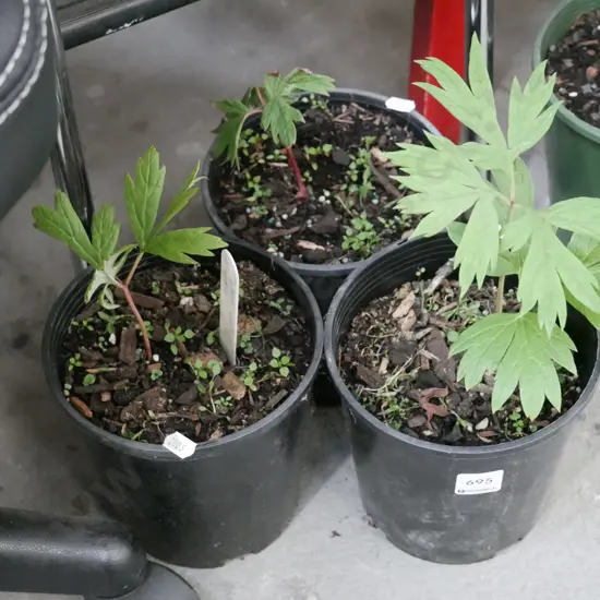 3x potted yellow tree peonies