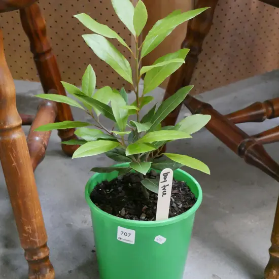 potted bay leaf