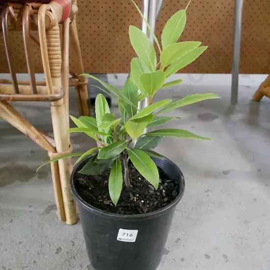 potted bay tree