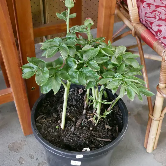 potted peony pink