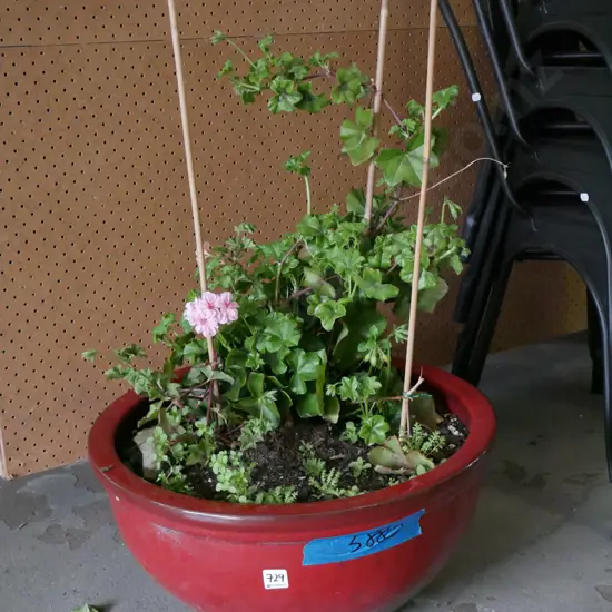 red based garden planter and geraniums