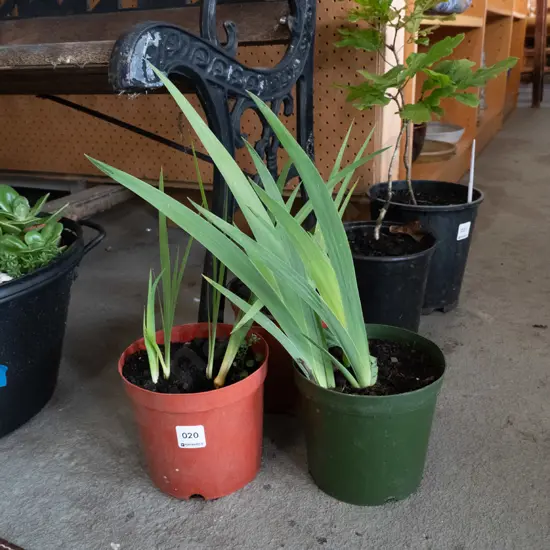 3 potted mini irises