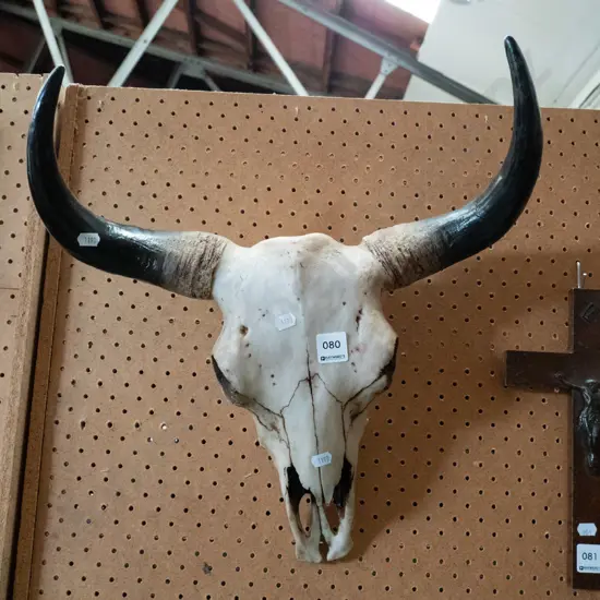 animal skull with horns
