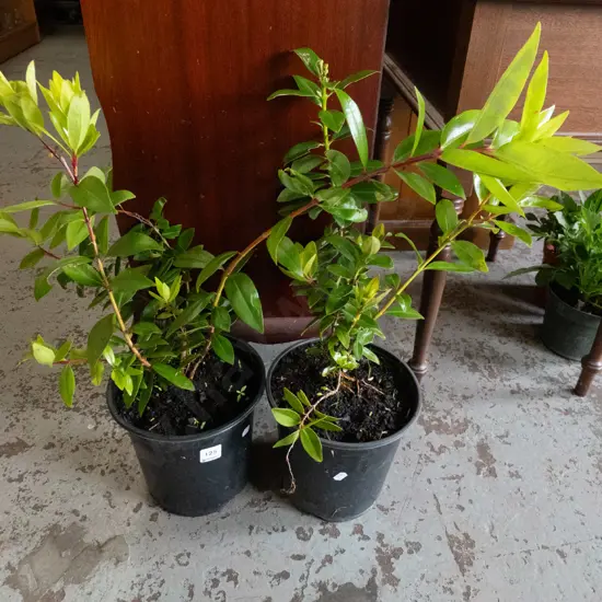 2 potted pohutukawa