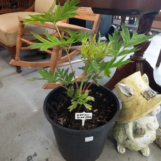 potted yellow tree peony