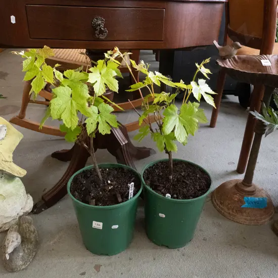2 potted red grape vines