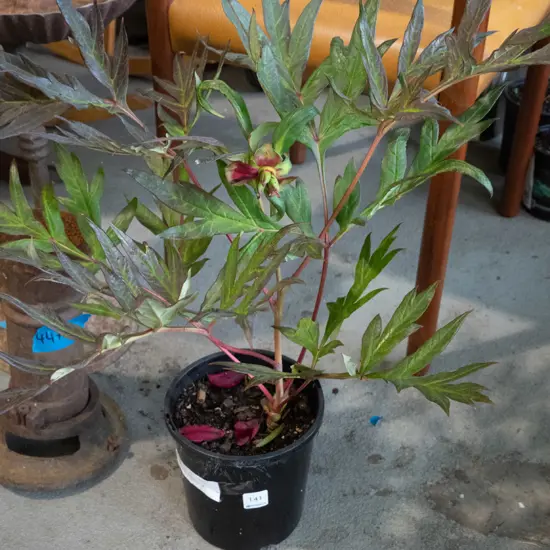 potted red tree peony