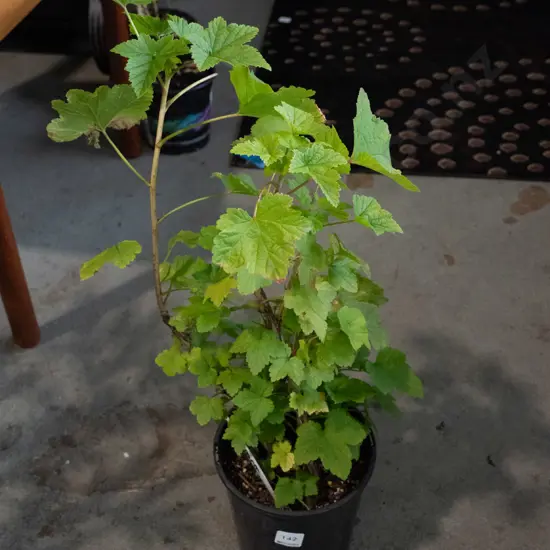 potted red currant "Gauntlet"