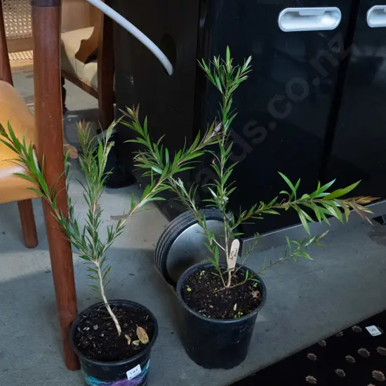 2 potted bottle brushes