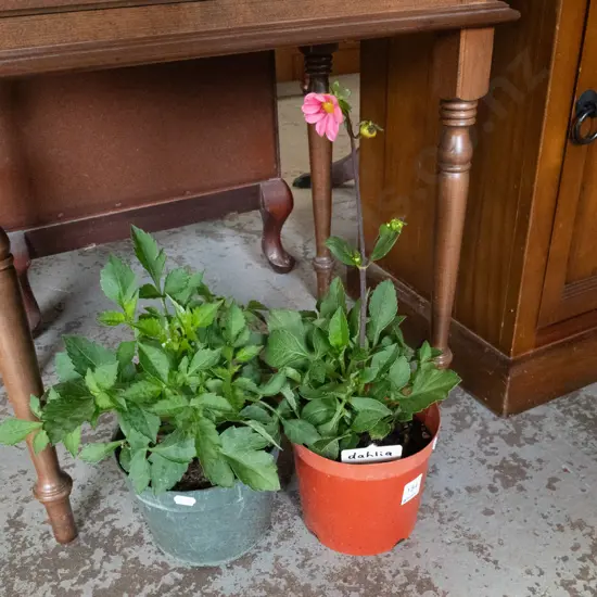 2 potted dahlias