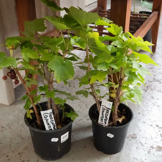 2 potted red currants