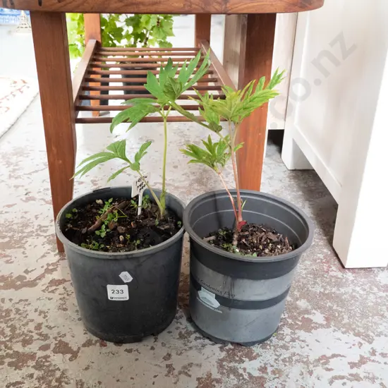 2 potted yellow tree peonies