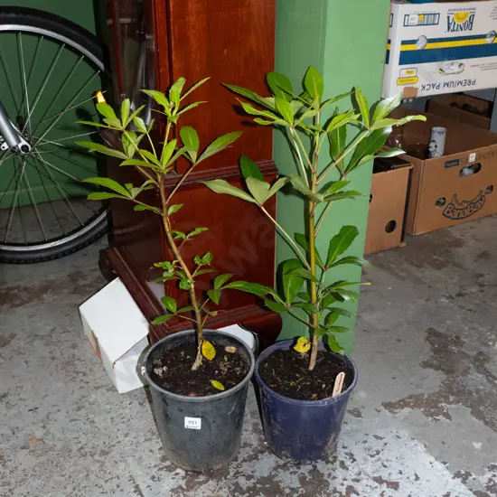2 potted pseudopanax