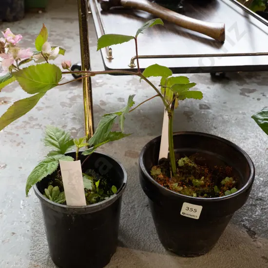 2x thornless blackberries