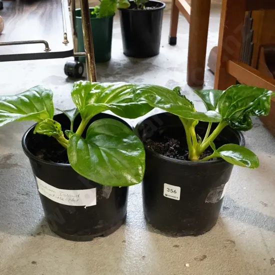 2x potted Chatham Island forget me nots