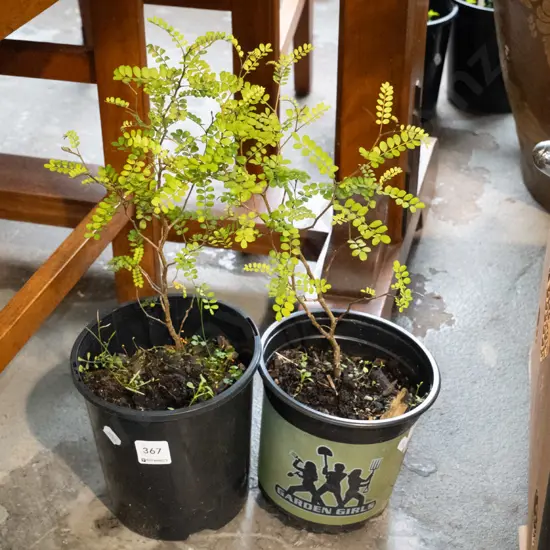 2x potted kowhai