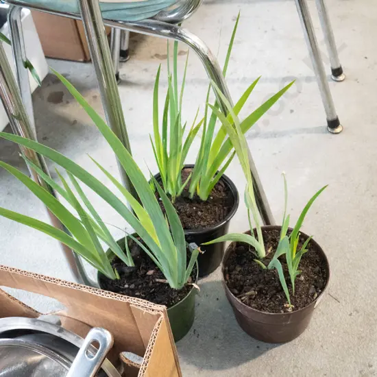 3x potted mini irises