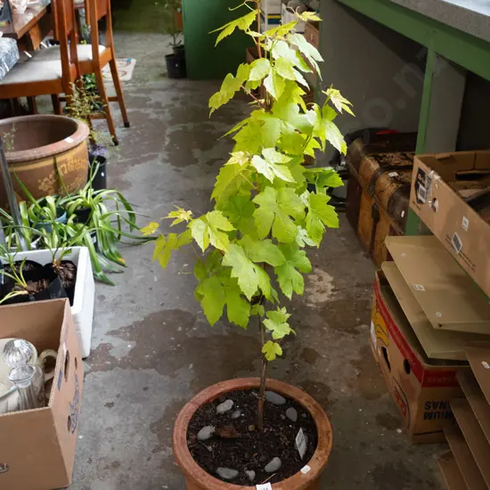 red grape in terracotta planter