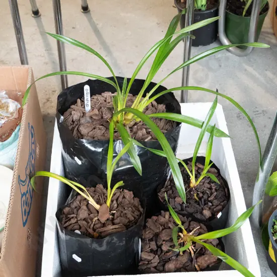 4x bagged orchids