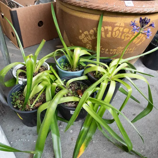 5x potted agapanthus