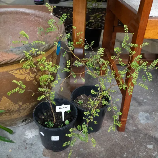 2 potted kowhai