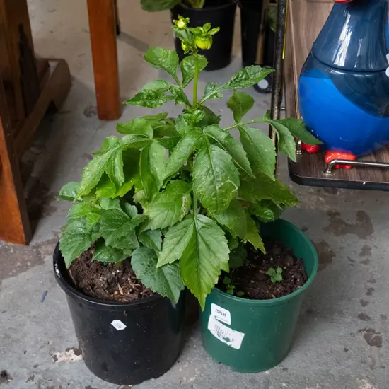 2x potted dahlias