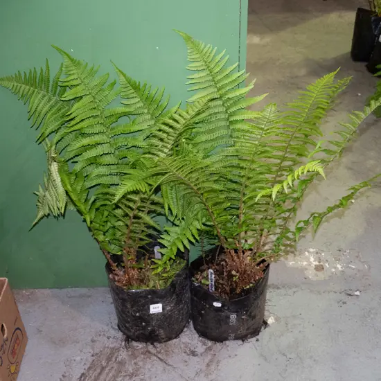 2x potted punga ferns