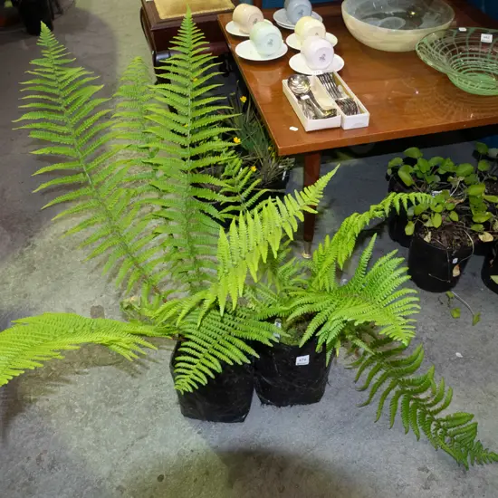 2x bags of punga ferns